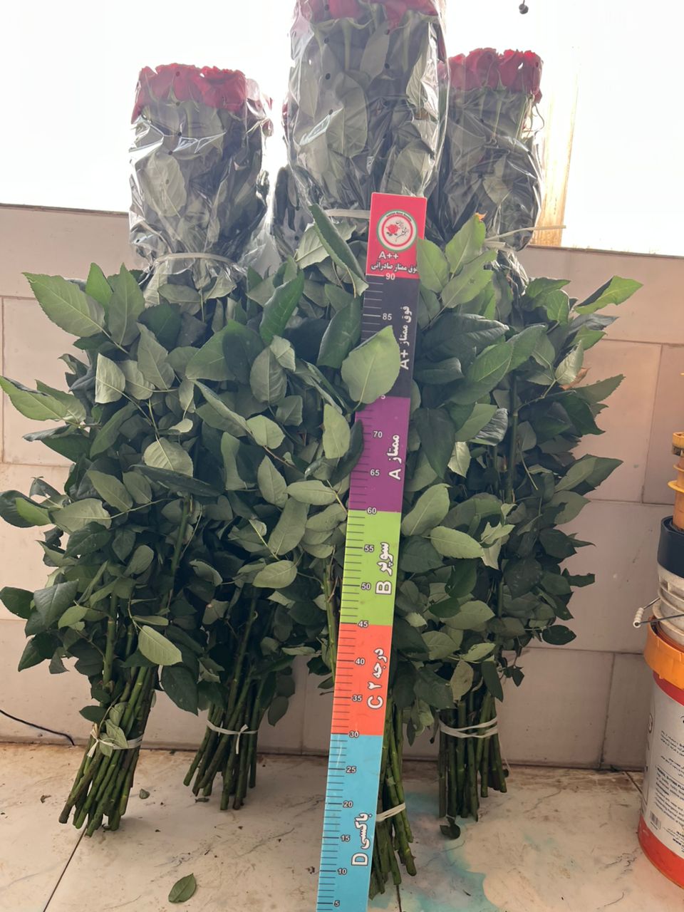 تولید و فروش قلمه رز هلندی گلستان رز جاوید در یاسوج